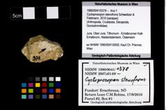 Foto (Objekt + Etikett) von Cycloprosopon stenofrons (Schweitzer & Feldmann, 2010)  (NHMW-GEO-1990-0041-0378)